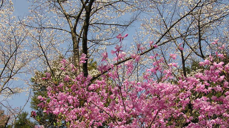 ピンクのミツバツツジと白いヤマザクラの花