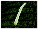 トビイロリンガの幼虫
