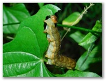 キバラモクメキリガの幼虫