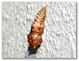 ツマグロヒョウモンの蛹