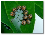 キマダラカメムシの幼虫集団