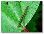 クロキシタアツバの幼虫