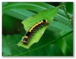ヒメシロモンドクガの幼虫