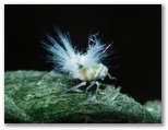 アミガサハゴロモの幼虫