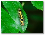 モンシロドクガの幼虫
