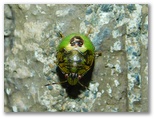 チャバネアオカメムシの幼虫