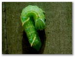 カバイロモクメシャチホコの幼虫
