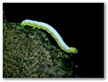 ホソバトガリエダシャクの幼虫