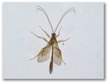 サキグロホシアメバチ