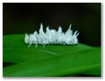 クルミマルハバチの幼虫
