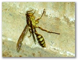 ムモンホソアシナガバチ