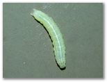 ブナキリガの幼虫