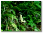 ミノウスバの幼虫