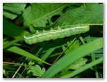 アヤモクメキリガの幼虫