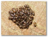 オオチャタテの幼虫集団