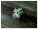 アミガサハゴロモの幼虫