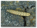 ハスモンヨトウの幼虫