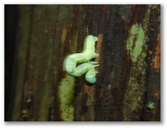 アトジロエダシャクの幼虫