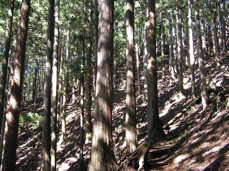 ヨモギ平・三ノ塔 -- まず針葉樹林を登る