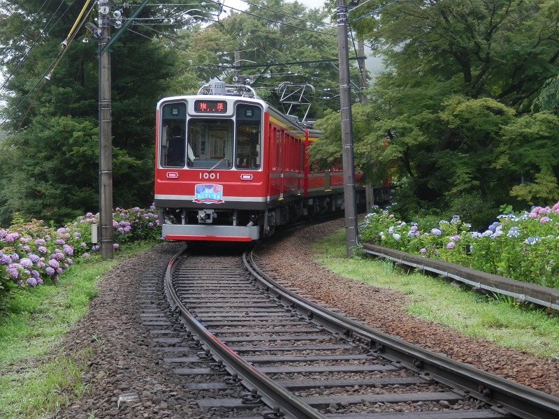 強羅行き登山電車とアジサイ(2)