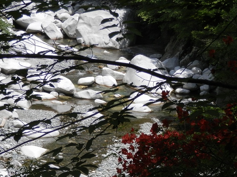ユーシンから塔ノ岳 -- 玄倉川の白い岩と赤いヤマツツジ